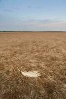 agrietado tierra, desertificación proceso, la pampa provincia, Patagonia, argentina. foto