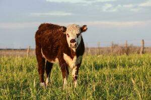 ganado, argentino carne producción , en buenos aires campo, argentina foto