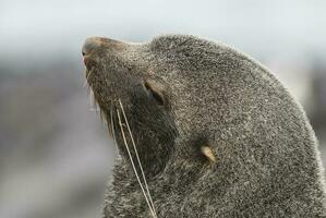 Antarctic fur seal,Arctophoca gazella, an beach, Antartic peninsula. photo