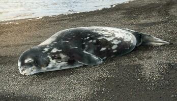 Weddell seal resting on an antartica beach,Antartic Peninsula photo