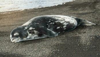 Weddell sello descansando en un antartica playa, antártico península foto