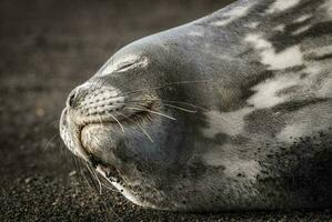 Weddell sello descansando en un antartica playa, antártico península foto