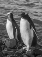 gentoo pingüino, pigoscelis papúa, neko Puerto,Antártida península. foto