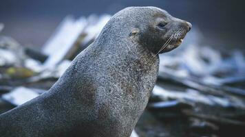 Antarctic fur seal,Arctophoca gazella, an beach, Antartic peninsula. photo