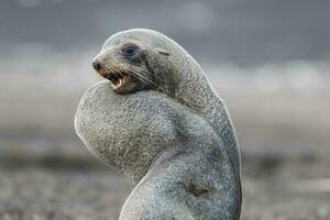 Antarctic fur seal,Arctophoca gazella,on Deception Island  beach, Antartic peninsula. photo