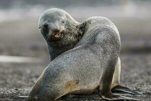 Antarctic fur seal,Arctophoca gazella,on Deception Island  beach, Antartic peninsula. photo