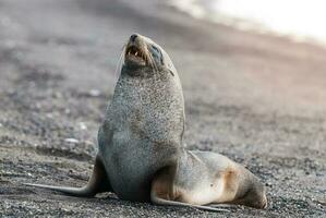 Antarctic fur seal,Arctophoca gazella, an beach, Antartic peninsula. photo