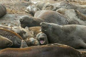 Elephant seal, Hannah Point, Antartic peninsula. photo