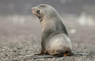 antártico piel sello, arctophoca gacela, un playa, antártico península. foto