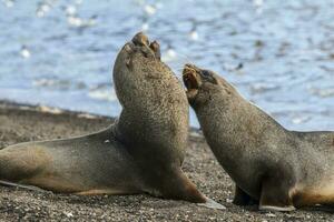 Antarctic fur seal,Arctophoca gazella, an beach, Antartic peninsula. photo