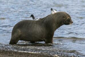 Antarctic fur seal,Arctophoca gazella, an beach, Antartic peninsula. photo