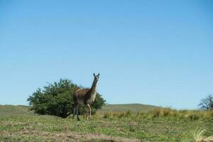 Guanacos in Pampas grass environment, La Pampa, Patagonia, Argentina. photo