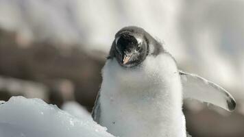 gentoo pingüino, antartica foto