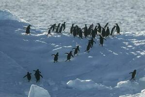 Gentoo Penguin,Pygoscelis papua, on iceberg, Antartica photo