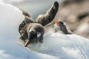 Gentoo Penguin, Antartica photo