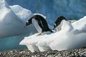 gentoo pingüino, en neko Puerto,Antártida península. foto