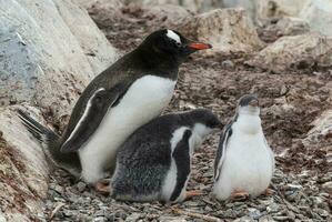 Gentoo Penguin on the beach,feeding his chick, Port Lockroy , Goudier Island, Antartica photo