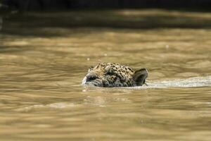 Jagual swimming on the banks of the Cuiaba River,Pantanal,Brazil photo