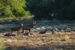 Red deer, Male roaring in La Pampa, Argentina, Parque Luro, Nature Reserve photo