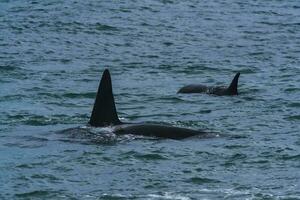 Killer Whale, Orca, hunting a sea lions , Peninsula Valdes, Patagonia Argentina photo