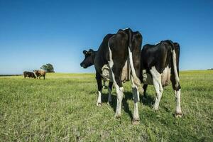 vacas en campo, en pampa paisaje, argentina foto