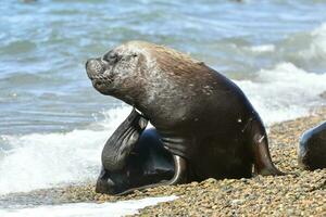 Male Sea Lion , Patagonia, Argentina photo