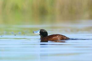 Lake Duck in Pampas Lagoon environment, La Pampa Province, Patagonia , Argentina. photo