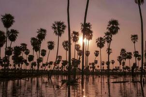 Palms landscape in La Estrella Marsh, Formosa province, Argentina. photo