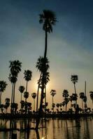 Palms landscape in La Estrella Marsh, Formosa province, Argentina. photo