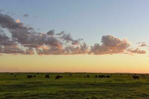 vacas pasto en el campo, en el pampa plano, argentina foto