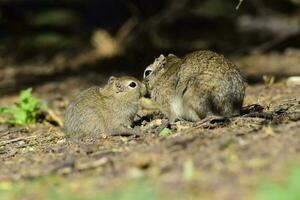 Desert Cavi, Lihue Calel National Park, La Pampa Province, Patagonia , Argentina photo