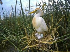 Cattle Egret, Bubulcus ibis, nesting, La Pampa Province, Patagonia, Argentina photo