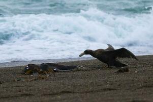 Giant Petrel , Peninsula Valdes, Unesco World heritage site, Chubut Province, Patagonia, Argentina. photo