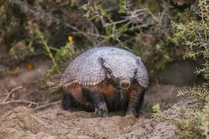 peludo armadillo, en Desierto ambiente, península Valdés, Patagonia, argentina foto