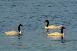 Black necked Swan swimming in a lagoon, La Pampa Province, Patagonia, Argentina. photo