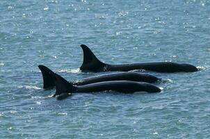 asesino ballena familia patrullando el costa, península Valdés, Patagonia argentina foto