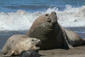 Elephant seal couple mating, Peninsula Valdes, Patagonia, Argentina photo