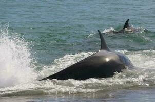 Orca attacking sea lions,Peninsula Valdes, Patagonia Argentina photo