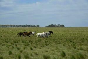 Herd of horses in the coutryside, La Pampa province, Patagonia,  Argentina. photo