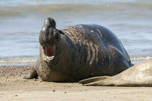 Male elephant seal, Peninsula Valdes, Patagonia, Argentina photo