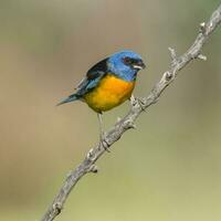 Blue and Yellow Tanager, Thraupis bonariensis, Calden Forest, La Pampa, Argentina photo