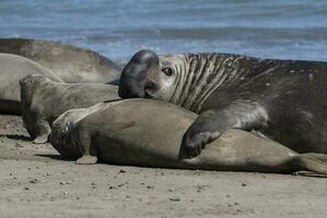 Elephant seal couple mating, Peninsula Valdes, Patagonia, Argentina photo