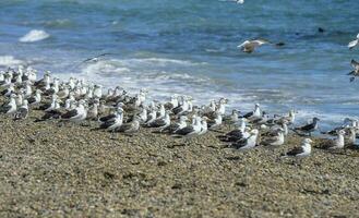 quelpo gaviota rebaño en un playa, patagonia, argentina. foto