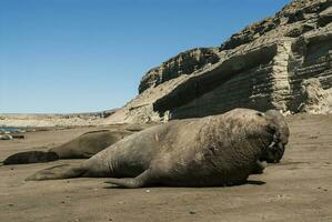 masculino elefante sello, península Valdés, Patagonia, argentina foto