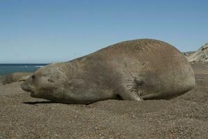 Femaale elephant seal, Peninsula Valdes, Patagonia, Argentina photo