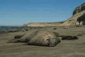 Male elephant seal, Peninsula Valdes, Patagonia, Argentina photo