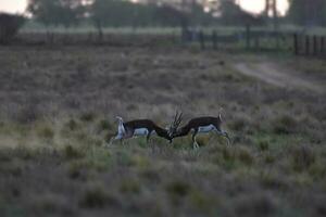 masculino dinero negro antílope en pampa llanura ambiente, la pampa provincia, argentina foto