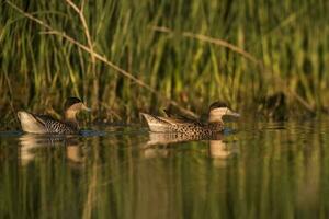 Silver Teal, Spatula versicolor, in lagoon environment, La Pampa, Argentina. photo