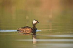 White tufted Grebe,Rollandia rolland, La Pampa, Argentina. photo