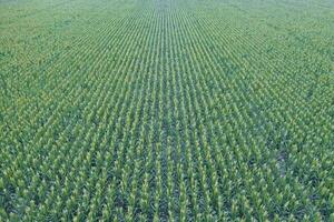 Sunflower cultivation, Aerial view, in pampas region, Argentina photo